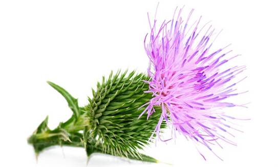 Milk Thistle