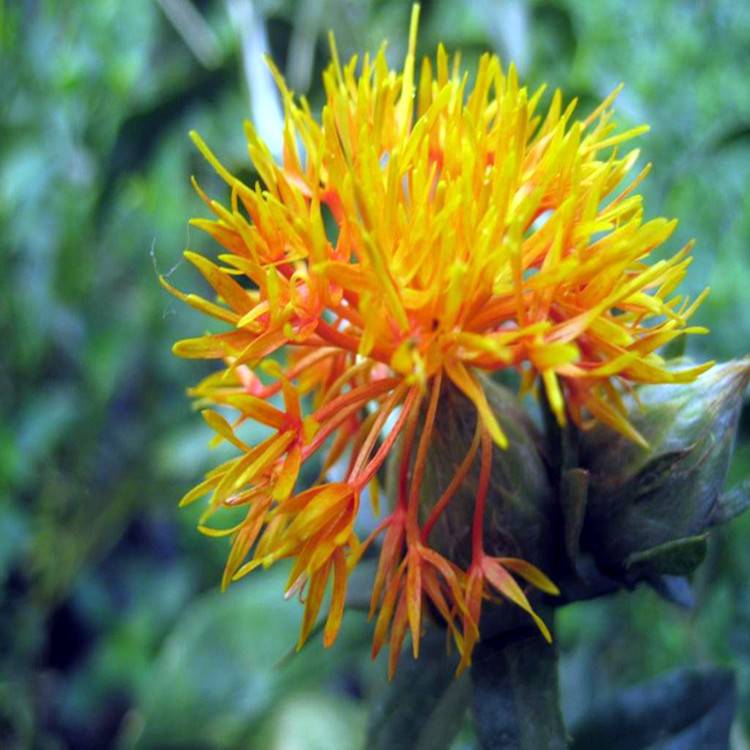 Safflower 