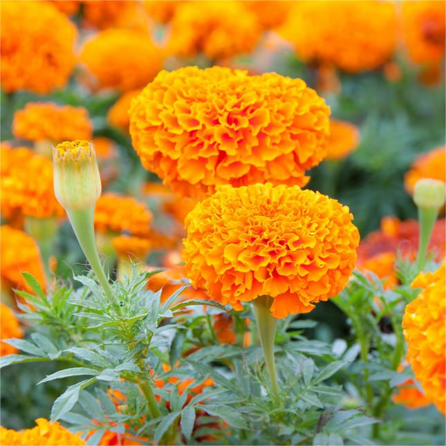 Marigold Flower 