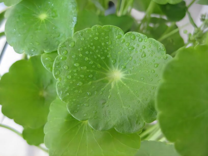 Gotu Kola