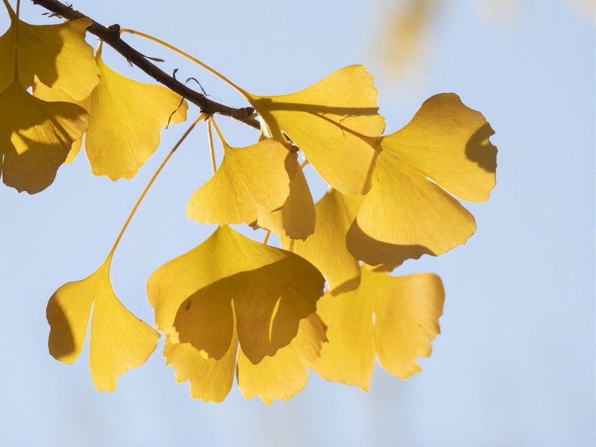 Ginkgo Biloba Leaf