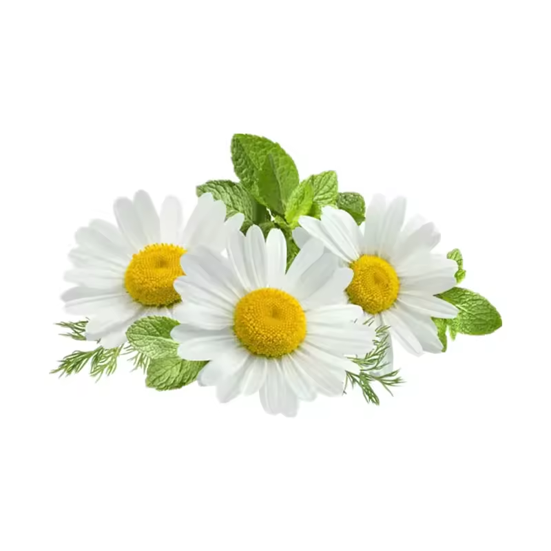 Chamomile Flower