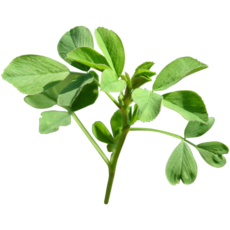 Alfalfa Leaf